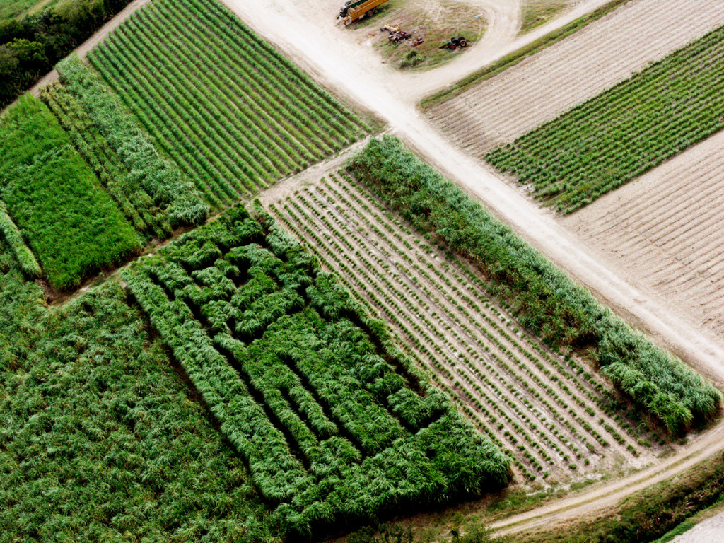 Anne Katrine Senstad, The Sugarcane Labyrinth, aerial view, a 1.5 acre agricultural land art piece in Theriot, Louisiana. Image courtesy of the artist, 2014.